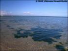 Kalepolepo Beach Park, Kihei, Maui Hawaii  <a href="http://www.garybland.com">http://www.garybland.com</a>
      
      <a href=" http://www.realestatemaui.us">Visit my Maui Real Estate weblog.</a>