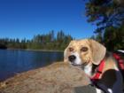 Famous Lake Francis visitor, Brandy the travelling beagle