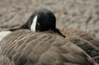 Swan Lake Goose