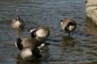 Swan Lake Geese