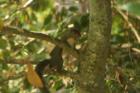 Swan Lake Squirrel