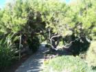A tree-lined path in the Meditation Gardens at the Self-Realization Fellowship Retreat in Encinitas