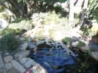 Koi pond at the Meditation Gardens in the Self-Realization Fellowship Retreat in Encinitas