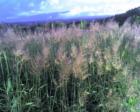 winter grasses in bloom on maui's north shore - haiku maui in december