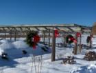 Wreaths at Griggs Farm