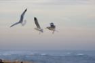 Wings over water. Shot early one wintry morning, by Jon Hardison, my hubby from the boardwalk in Flagler Beach