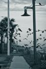 Early morning visitors to the Boardwalk in Flagler Beach. Taken by Jon Hardison.