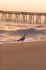 The Flagler Beach Pier at sunrise. Taken by Jon Hardison.