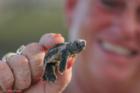 On in a Thousand: a baby loggerhead sea turtle hatchling seconds away from home...
      Photo by: Jon Hardison