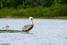 A pelican walking on water. Photo by Jon Hardison, Matanzas Inlet