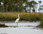 People Watching in the canal just a bit north of Palm Coast Marina. Taken from a kayak by Jon Hardison