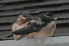Barn Swallows in Cinco Ranch???  Yes, they built a nest at my back door years ago and come back every year to have the new baby birds!  And I have a cat...go figure, They are a joy to watch.  Liz Carter, resident since 1992, and local Realtor since 1976.