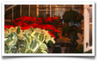 Carlson's Greenhouse at Christmas