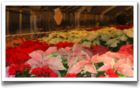 Carlson's Greenhouse at Christmas