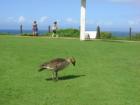 Kilauea Point Bird at Light House Kilauea Point  <a href="www.CaHousingBlog.com">www.CaHousingBlog.com</a>