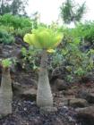 Kilauea Point Strange Plants  <a href="www.CaHousingBlog.com">www.CaHousingBlog.com</a>
