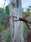 Kauai, Hawaii Waimea Canyon Fence Post <a href="www.CaHousingBlog.com">www.CaHousingBlog.com</a>