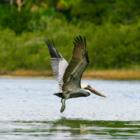 A Pelican in flight, off of Bings Landing, just north of Palm Coast. Shot from a Kayak by Jon Hardison
