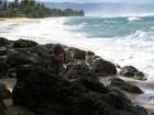 High surf at Laniakea