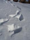 Snowprints along Crystal Lake in Burnsville