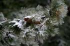 Our First Sign of Winter www.CatherineNevadaHomes.com ~ Homes For Sale