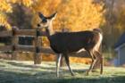 Natural Beauty of Wildlife www.CatherineNevadaHomes.com ~ Homes for Sale