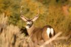 Natural Beauty of Wildlife www.CatherineNevadaHomes.com ~ Homes for Sale