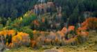 Fall Colors in Reno, NV www.CatherineNevadaHomes.com ~ Homes for Sale