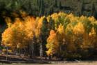 Fall Trees in Reno, NV www.CatherineNevadaHomes.com ~ Homes for Sale