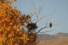 Hawk in Reno, NV www.CatherineNevadaHomes.com ~ Homes for Sale