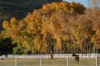 Trees and Horses in South Reno, NV www.CatherineNevadaHomes.com