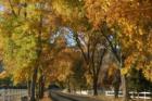Tree Lined Street in Reno, NV www.CatherineNevadaHomes.com ~ Homes for Sale