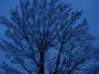 Bountiful Utah
      Snowy Tree at Mueller Park