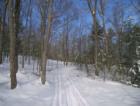 The Trail
