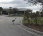 Birds on a stroll