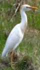 Cattle Egret