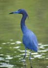 Little Blue Heron