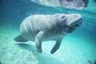 Manatee