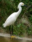 Snowy Egret