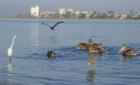 Birds at Lover's Key