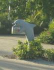Flipper sighted along Bonita Beach