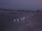 Local fishmen at low tide - Lover's Key