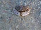 Lover's key Crab