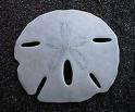 Sand Dollar from Lover's key