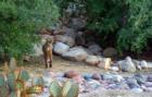 Bobcat wandering around my listing near Oracle and Linda Vista.  He had two siblings with him - but no sign of Mom!