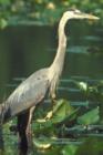 Blue Heron can be spotted regularly at Lake Ridge Marina - this is a purchased photo