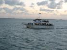 Dolphin Watch