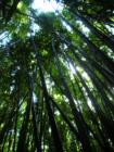 Road to Hana, Maui Hawaii  <a href="http://www.liveplaymaui.com">http://www.liveplaymaui.com</a>
      
       
      
      <a href=" http://www.LivePlayMaui.com">Visit my Maui Real Estate Site.</a>
      