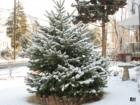 New Milford Christmas time