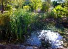 Some Properties have their Own Ponds Bubbling up